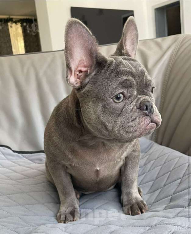 Собаки в Санкт-Петербурге: Девочка голубого окраса Девочка, 50 000 руб. - фото 2