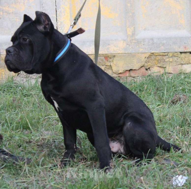 Собаки в Армавире: Мальчик кане Корсо Мальчик, 45 000 руб. - фото 4