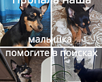 Собаки в Волгодонске: Пропала Той терьер Моника Девочка, Бесплатно - фото 1