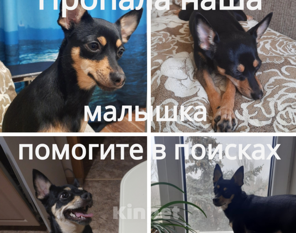 Собаки в Волгодонске: Пропала Той терьер Моника Девочка, Бесплатно - фото 1