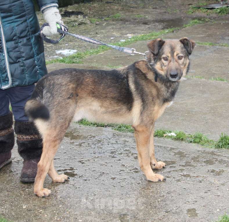 Собаки в Москве: Собака -улыбака, верный друг Тимка ждет свою семью Мальчик, Бесплатно - фото 4