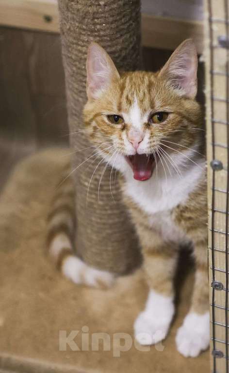 Кошки в Москве: Ищет дом чудесный малыш Проша. Мальчик, Бесплатно - фото 3