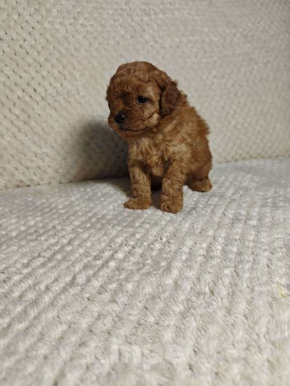 Собаки в Подольске: Щенок той пуделя ркф Мальчик, 100 000 руб. - фото 2