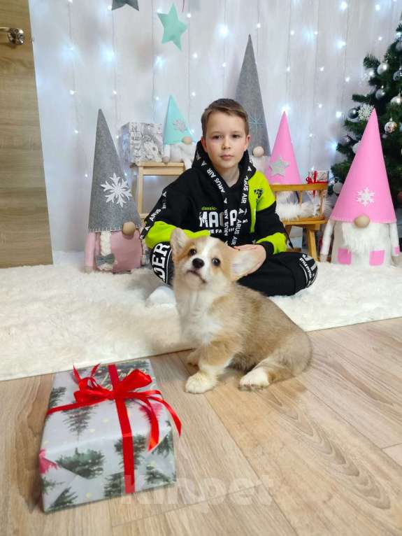 Собаки в Воронеже: ЩЕНКИ ВЕЛЬШ КОРГИ ПЕМБРОК Мальчик, 25 000 руб. - фото 3