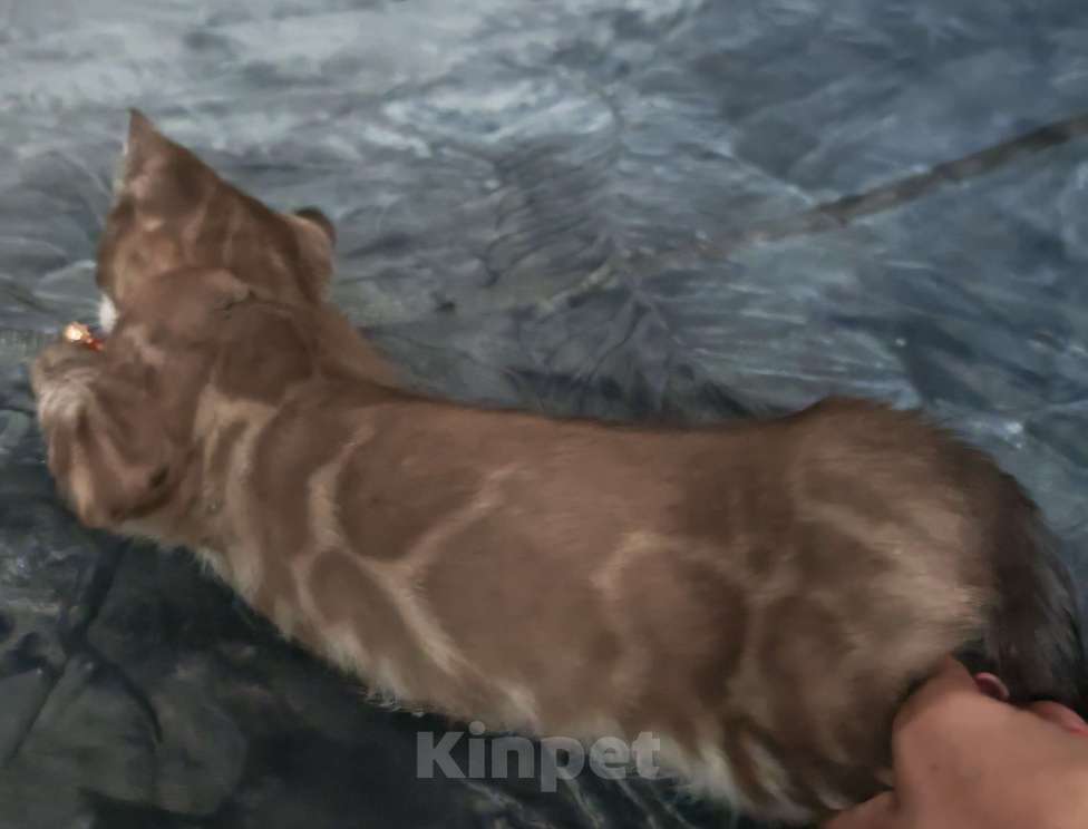 Кошки в Краснодаре: Шикарная угольная девочка минк Девочка, Бесплатно - фото 5