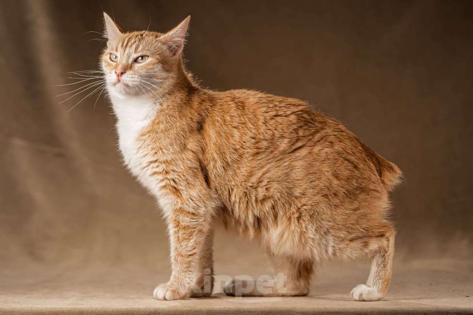 Кошки в Клине: Кутси – рыжая загадка с независимым характером Девочка, Бесплатно - фото 5