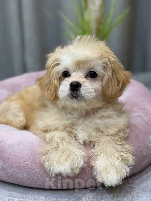 Собаки в Москве: Taya Девочка, Бесплатно - фото 2