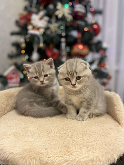 Котята шотландцы 