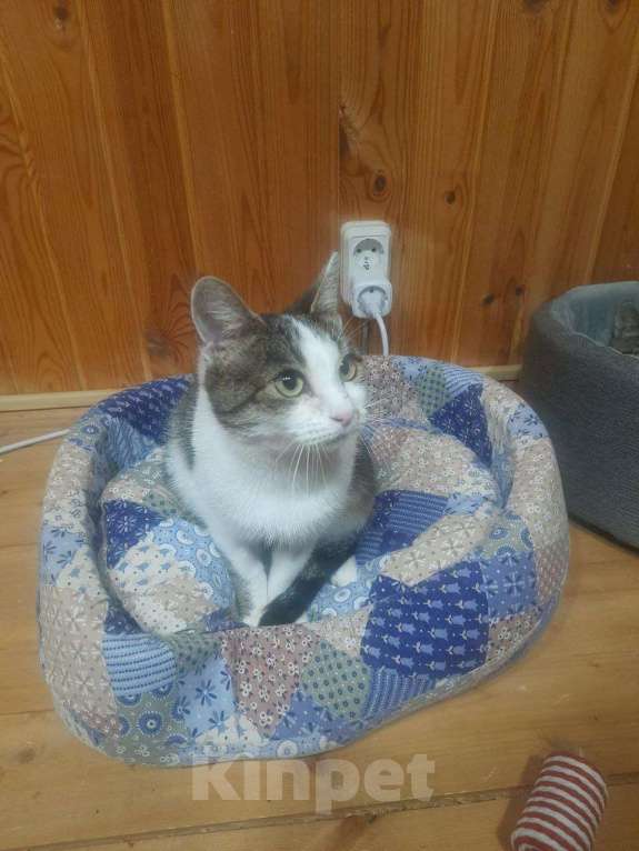 Кошки в Москве: Отдаю кошечку бесплатно Девочка, Бесплатно - фото 2