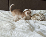 Кошки в Екатеринбурге: Абиссинские котята серебро Мальчик, 50 000 руб. - фото 2