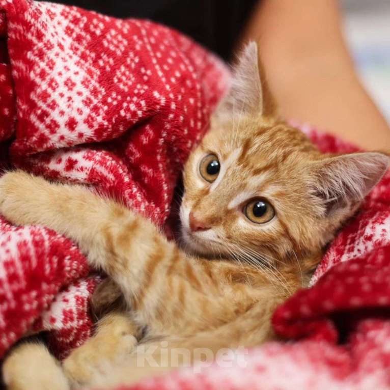 Кошки в Москве: Котенок грустит в клеточке  Девочка, Бесплатно - фото 2