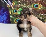 Собаки в Москве: Мраморный йорк крупный мальчик голубоглазый Мальчик, 60 000 руб. - фото 2