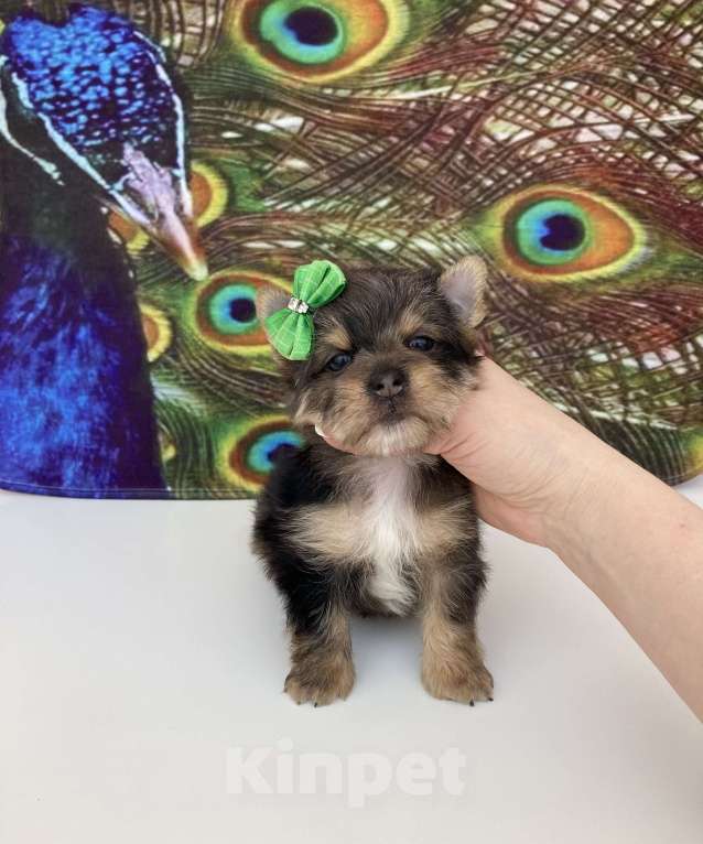 Собаки в Москве: Мраморный йорк крупный мальчик голубоглазый Мальчик, 60 000 руб. - фото 2