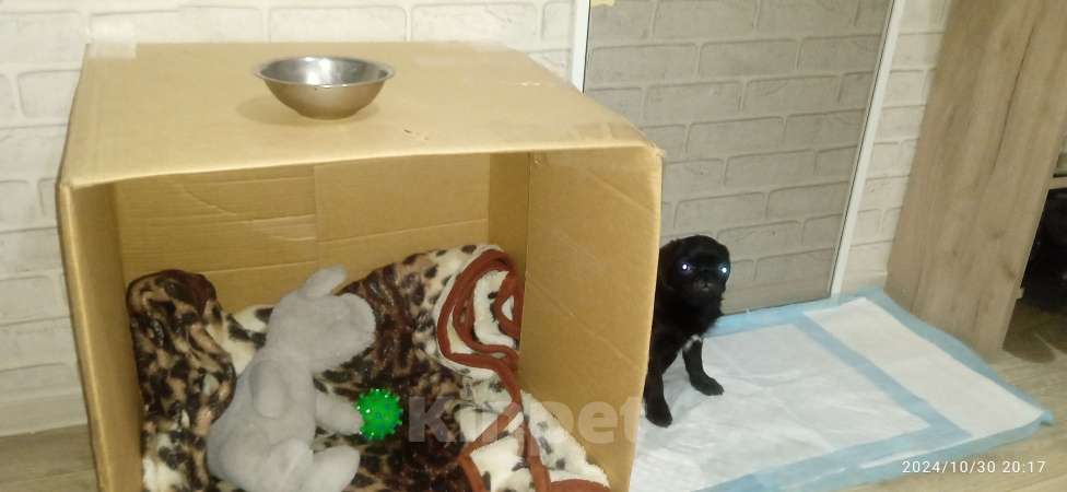 Собаки в Бийске: Продам щенка мопса, девочка.  Девочка, 10 000 руб. - фото 5