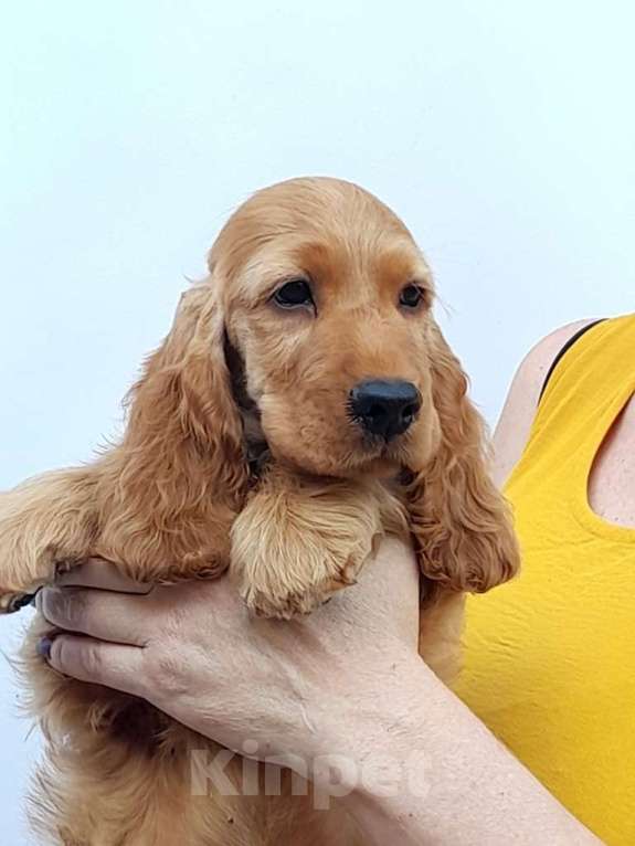 Собаки в Краснодаре: английский кокер спаниель Мальчик, 45 000 руб. - фото 4