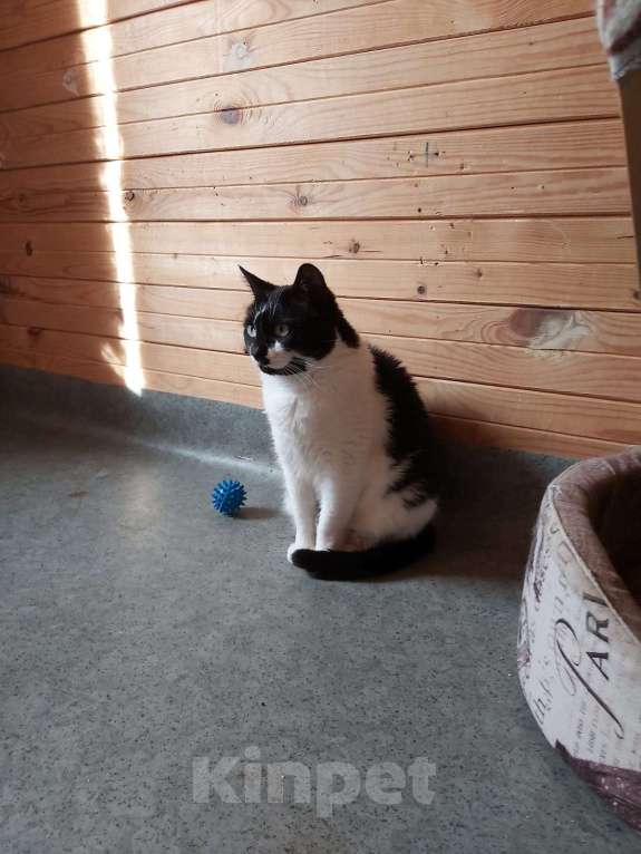 Кошки в Красногорске: 5 лет в поисках дома... Девочка, 1 руб. - фото 6