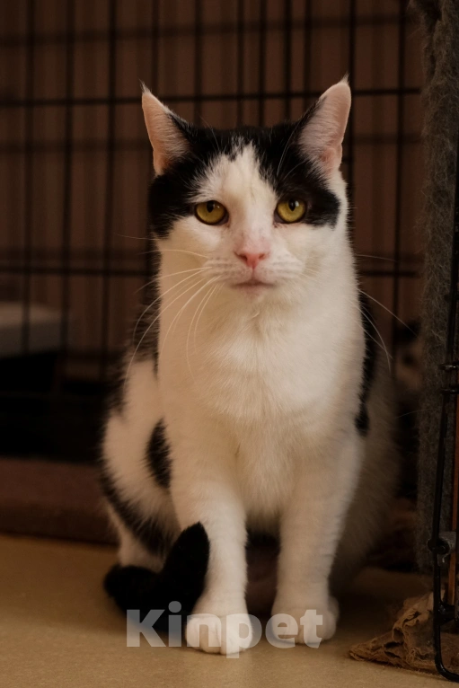 Кошки в Санкт-Петербурге: Марфа Сергеевна из приюта в добрые руки Девочка, Бесплатно - фото 6