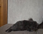 Кошки в Армавире: Продаю умных здоровых котят. Девочка, 5 000 руб. - фото 7