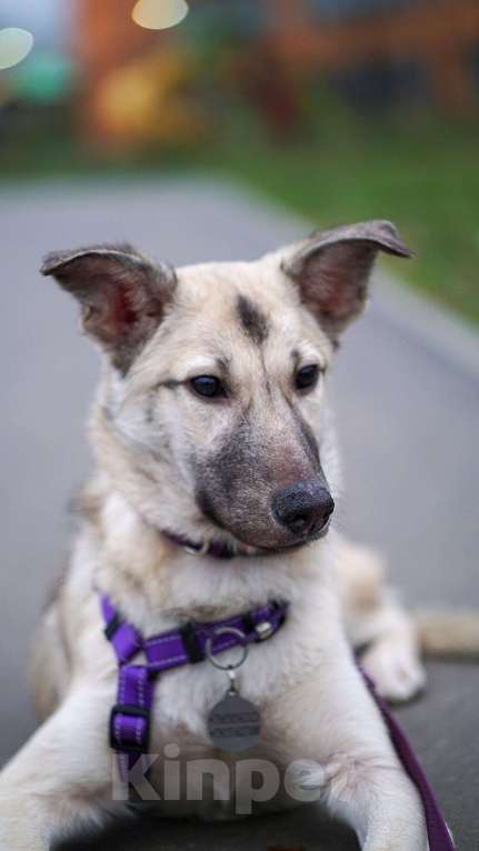 Собаки в Ногинске: Келли - щенок в добрые руки Девочка, Бесплатно - фото 1