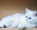 Кошки в Москве: Котик Лимончик Мальчик, 35 000 руб. - фото 5
