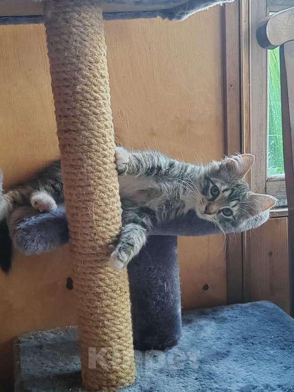 Кошки в других городах Ленинградской области: Отдам котёнка в хорошие руки Мальчик, Бесплатно - фото 3