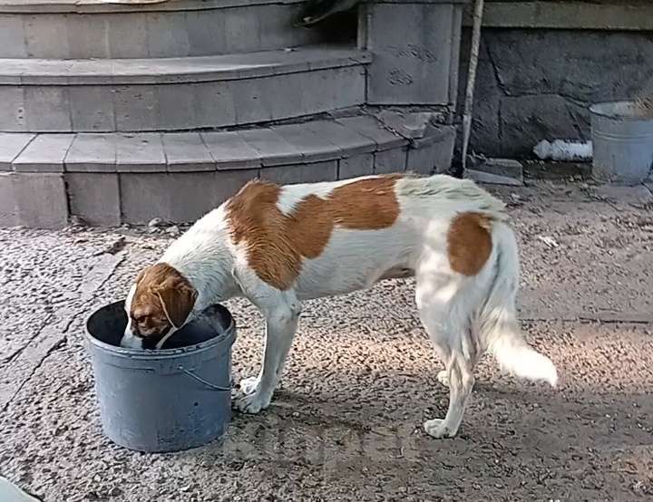 Собаки в Ставрополе: Лайза ищет дом  Девочка, Бесплатно - фото 2
