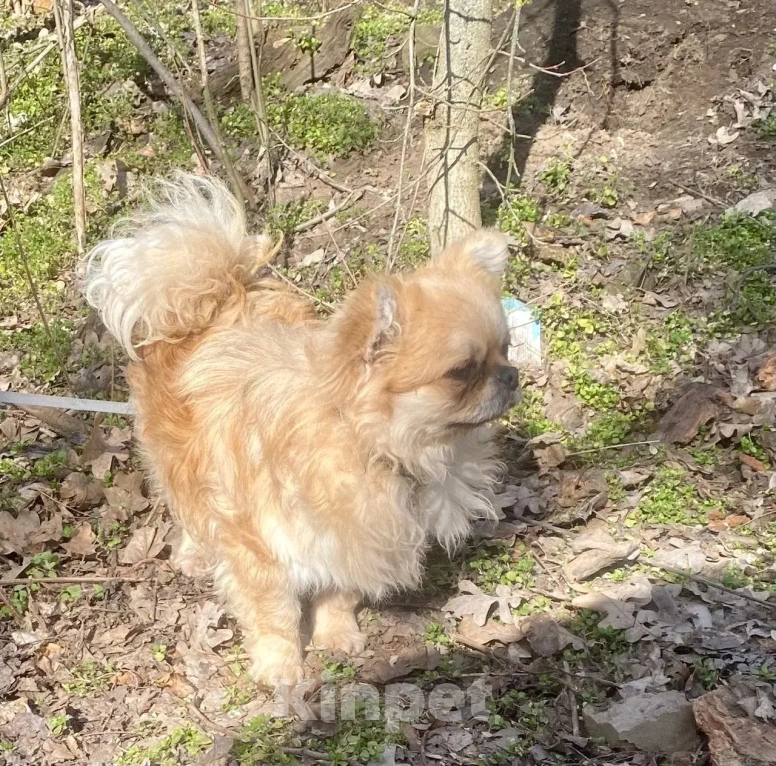 Собаки в Ростове-на-Дону: Красавец Марик в поисках дома! Мальчик, Бесплатно - фото 3