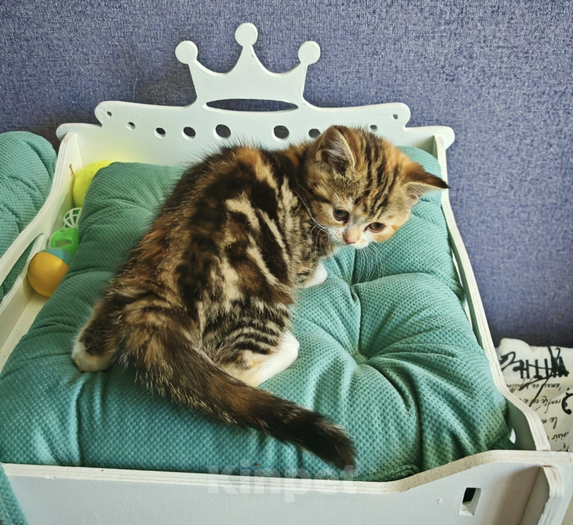 Кошки в Москве: Шотландские вислоухие котята Девочка, 25 000 руб. - фото 3