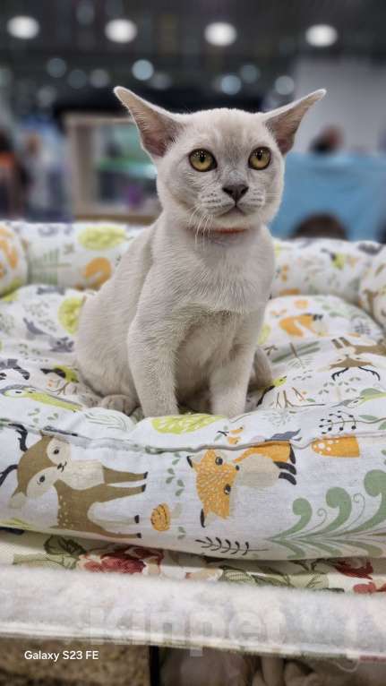 Кошки в Москве: ЛИЛОВАЯ ДЕВОЧКА ФРЭЯ 4 меся Девочка, 80 000 руб. - фото 3