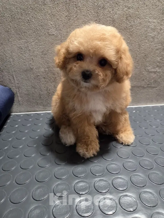 Собаки в Екатеринбурге: Мальтипу f1 девочка Девочка, 120 000 руб. - фото 1