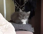 Кошки в Санкт-Петербурге: котенок девочка в поиске дома Девочка, Бесплатно - фото 6