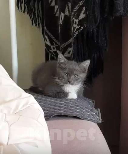 Кошки в Санкт-Петербурге: котенок девочка в поиске дома Девочка, Бесплатно - фото 6