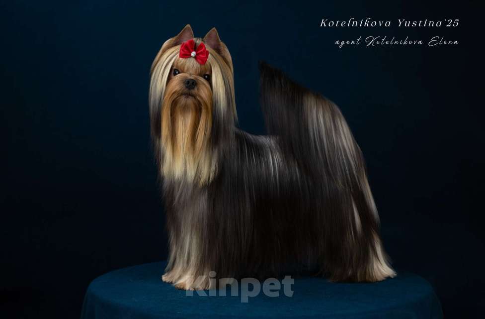 Собаки в Москве: Красивый стандартный кобель ЮЧР Мальчик, Бесплатно - фото 3