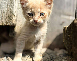 Кошки в Казани: Котенок в добрые руки Мальчик, Бесплатно - фото 3