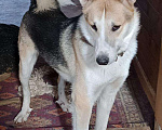 Собаки в Москве: Красивый и умный пес Байкал ищет дом Мальчик, Бесплатно - фото 2