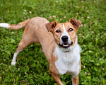 Собаки в Солнечногорске: Небольшая собачка в добрые руки Девочка, Бесплатно - фото 1