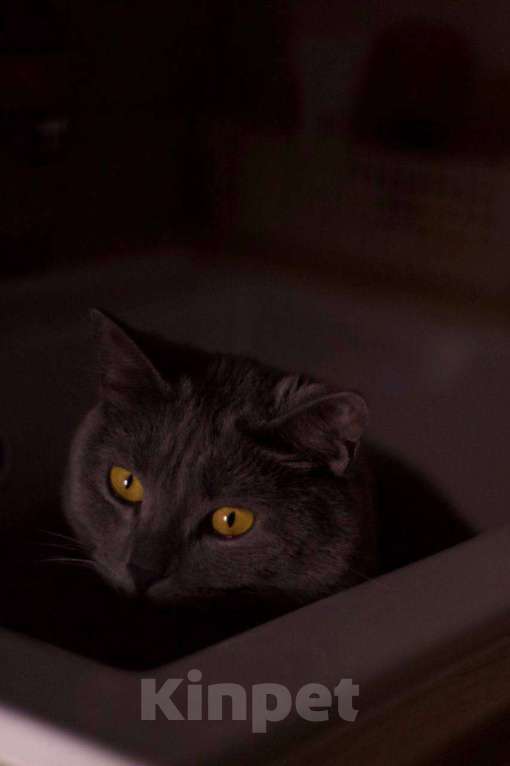 Кошки в Севастополе: Плюшевая молодая кошечка ищет дом Девочка, Бесплатно - фото 7