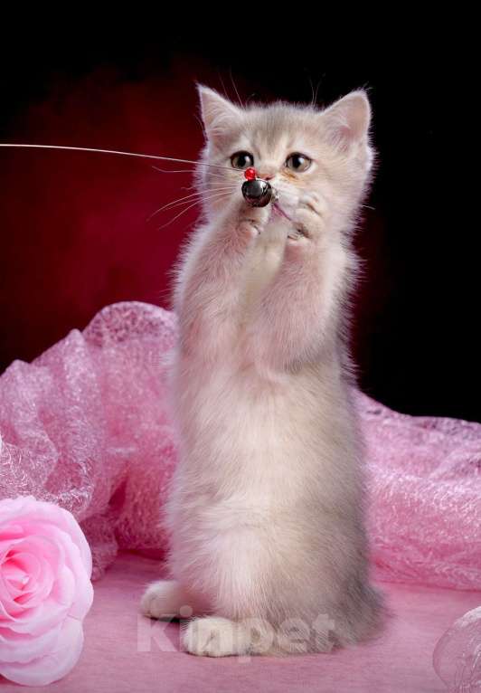 Кошки в Ижевске: Девочка Манчкин Девочка, 50 000 руб. - фото 1