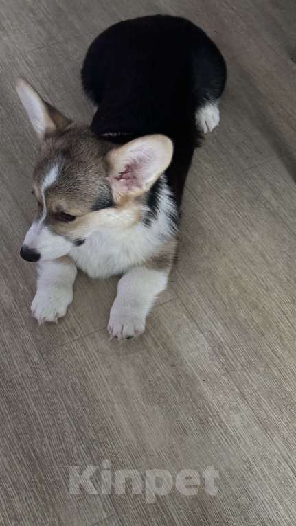 Собаки в других городах Челябинской области: Продам Девочка, Бесплатно - фото 4