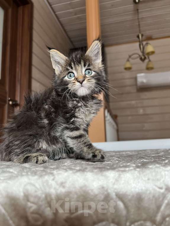 Кошки в Москве: Мейн-кун мальчик Девочка, 55 000 руб. - фото 4