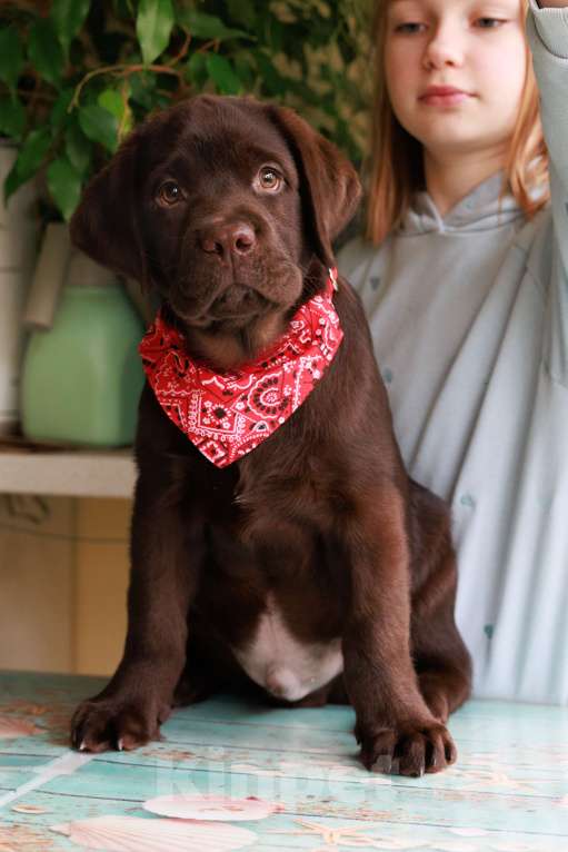 Собаки в Москве: Шоколадный мальчик с мягким характером и взглядом Мальчик, 80 000 руб. - фото 6