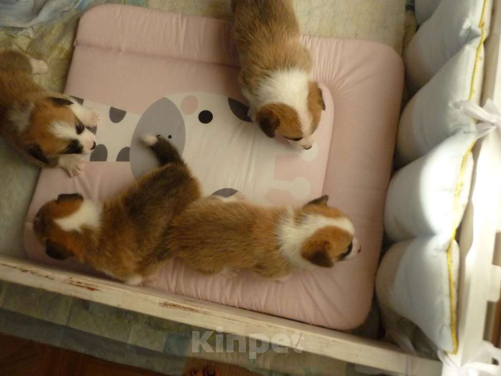 Собаки в других городах Краснодарского края: Вельш Корги Пемброк, щенок 3 Девочка, Бесплатно - фото 4