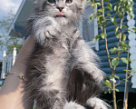 Кошки в Домодедово: Котята мейнкун , 50 000 руб. - фото 4