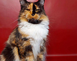 Кошки в Усинске: Яркие красотки девочки Мейн Кун Девочка, 22 000 руб. - фото 10