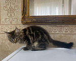 Кошки в Малмыже: Котята для вас., 15 000 руб. - фото 6