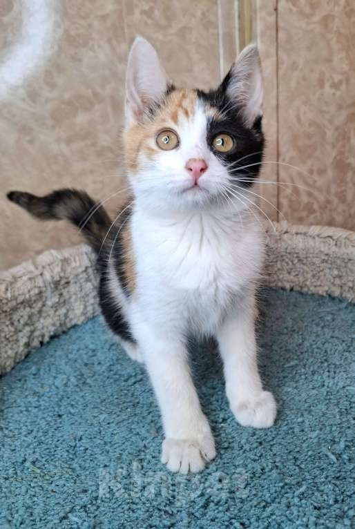 Кошки в Москве: Котёнок с трехцветной мордашкой в добрые руки  Девочка, Бесплатно - фото 7