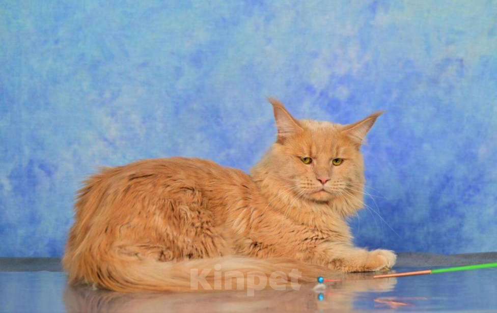 Кошки в Уфе: Мейн-кун девочка 5 месяцев / в разведение Девочка, 65 000 руб. - фото 6
