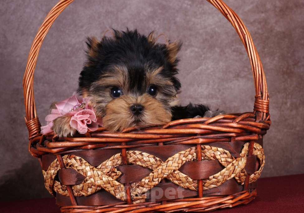 Собаки в Москве: Йоркширская курносая красотка РКФ Девочка, 80 000 руб. - фото 3