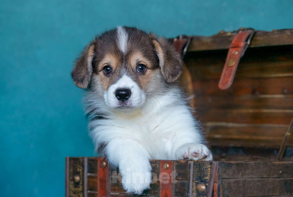 Собаки в Москве: Тарантино Из Басвет Прайд  Мальчик, 85 000 руб. - фото 4