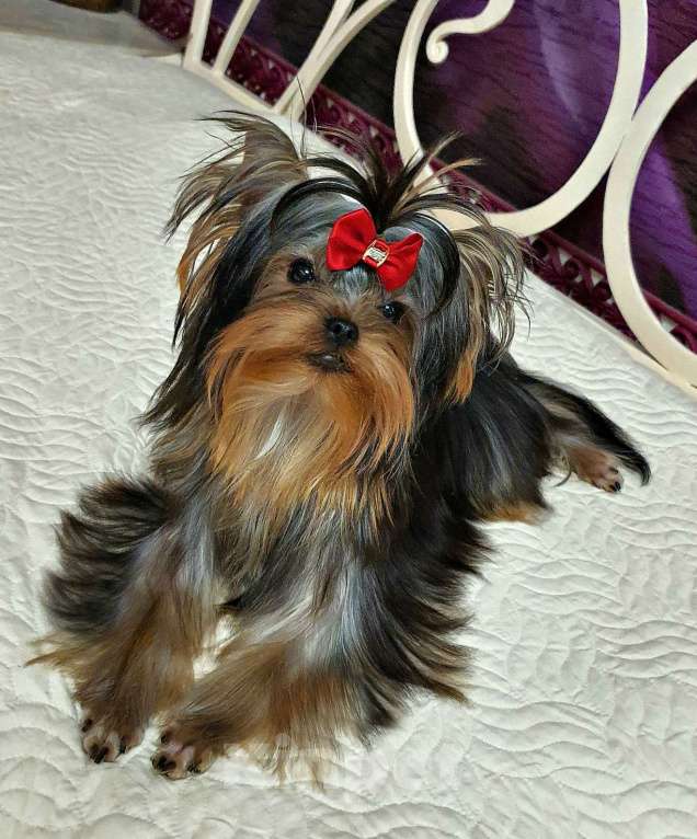 Собаки в Москве: МАЛЬЧИКИ-КРАСАВЧИКИ Мальчик, 45 руб. - фото 4